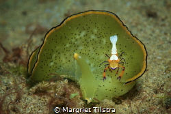 Me and my buddy.
Nudibranch with his shrimp friend.
Nik... by Margriet Tilstra 